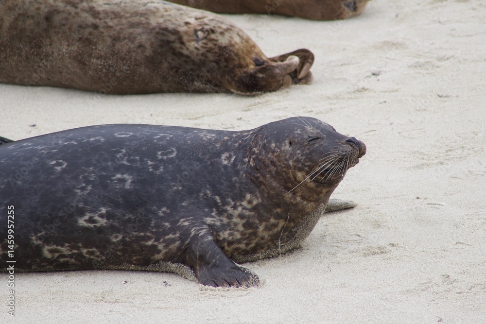 Fototapeta premium Sea Lions lounging on sand in the children's pool la jolla cove san diego california