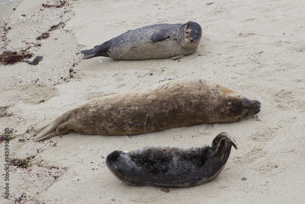 Fototapeta premium Sea Lions lounging on sand in the children's pool la jolla cove san diego california