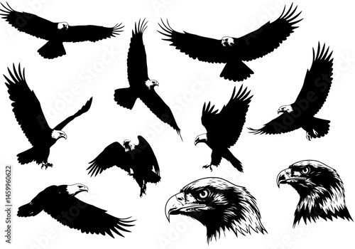 Vector illustration of bald eagles in flight and head portraits for wildlife and nature designs use 

