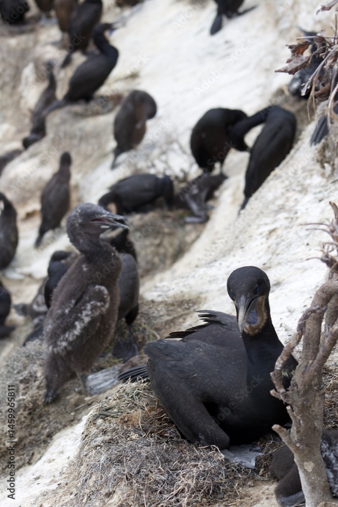 Obraz premium Black blue eyed cormorants birds mom and baby in la jolla cove san diego california