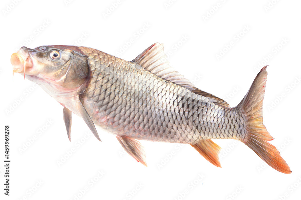 Fish carp isolated on white background