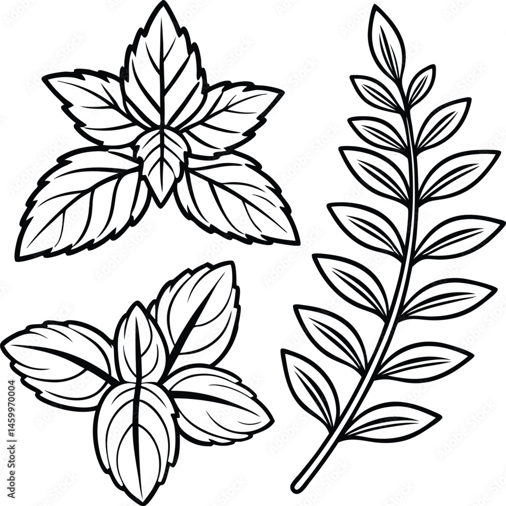 Obraz premium Hand Drawn Herb Illustration ? Black and White Line Art