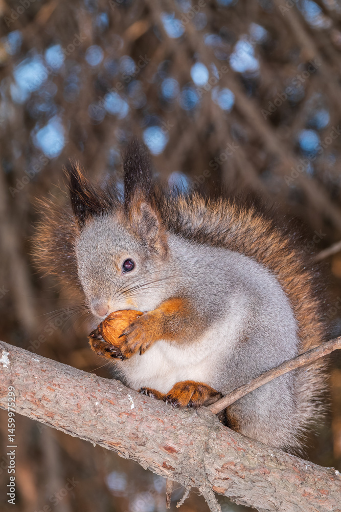 Fototapeta premium The squirrel with nut sits on tree in the winter or late autumn