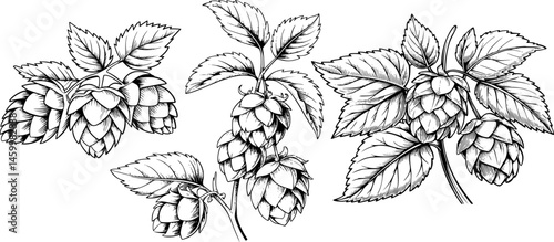 Hop Cones and Leaves Vector Set – Detailed Black and White Botanical Illustration for Coloring Pages, Realistic Hand-Drawn Hops with Fine Line Work and Shading – Herbal Plant Drawing Collection