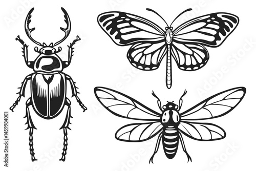 44 Black and white insect illustrations, vintage entomology drawings, scientific insect diagrams, detailed beetle silhouettes, moth and butterfly sketches, grasshopper line art, dragonfly ink drawing,