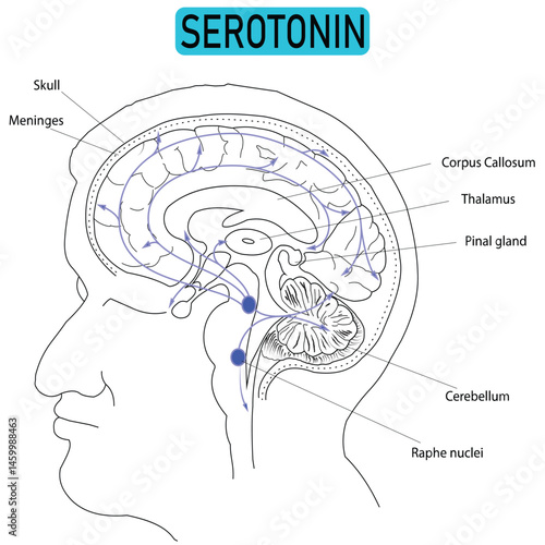 Serotonin Pathway in the Human Brain – Vector Illustration of Neurotransmission Linked to Psychiatric and Neurological Disorders