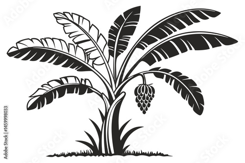 50 Silhouette of a banana tree, black and white illustration, tropical plant, large fronds, fruit bunches, detailed botanical drawing, symmetrical design, graphic art style, minimalist, stark contrast