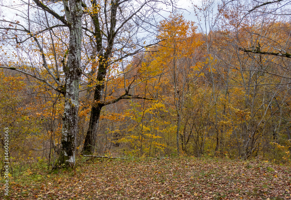 Fototapeta premium yellowing forest, the beginning of the autumn period in nature, views of the area, walking along a dirt road