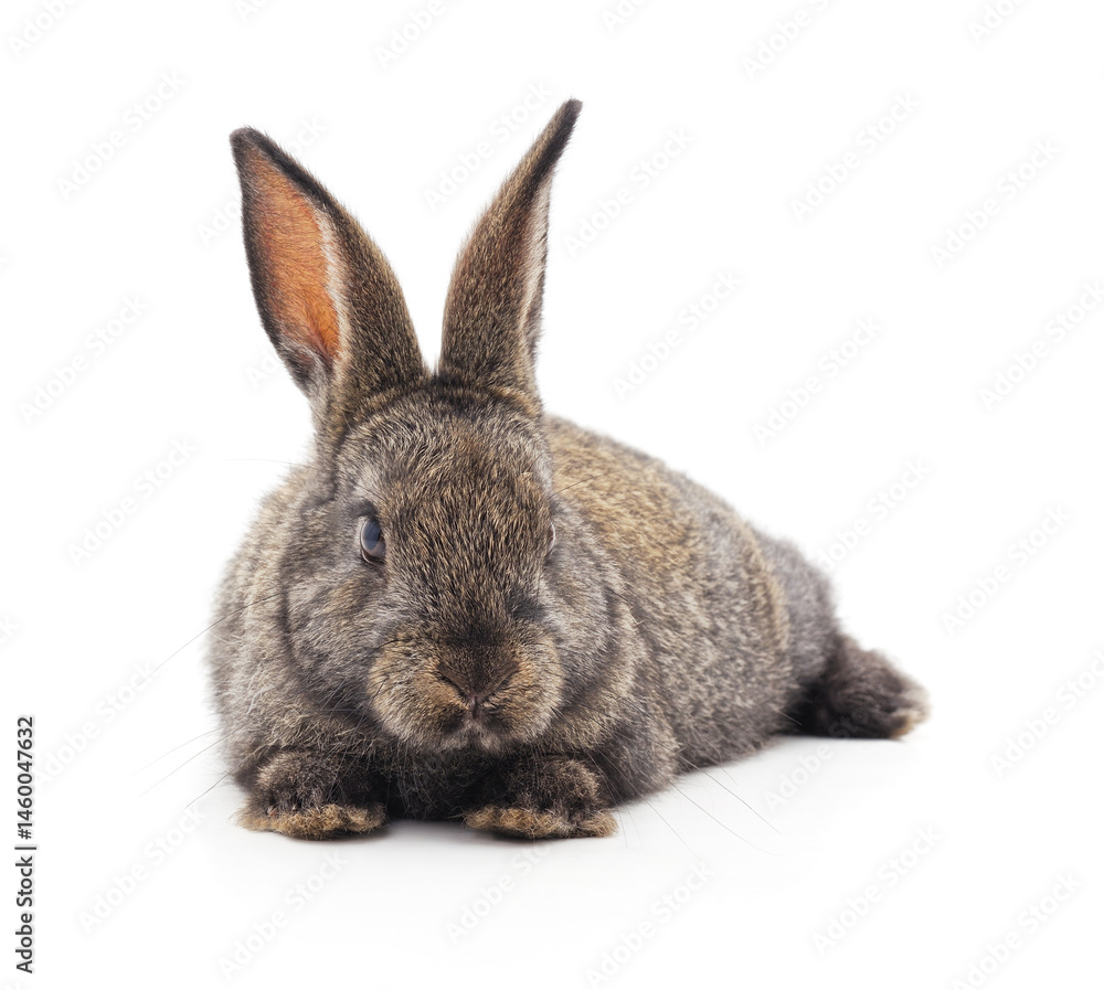 Obraz premium Grey big rabbit.