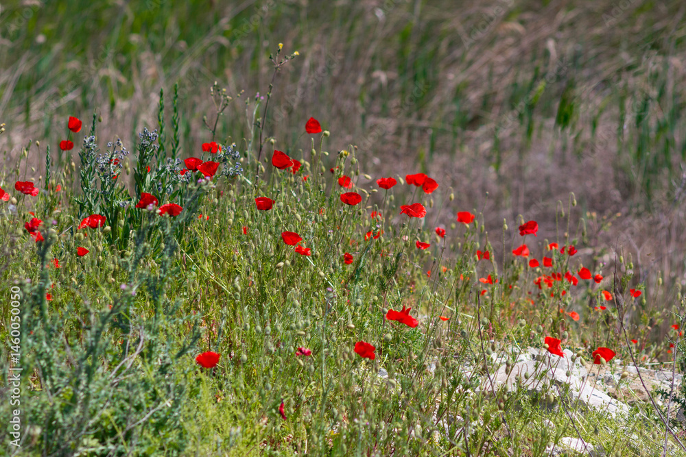 Fototapeta premium Red poppies on the background of a green meadow 