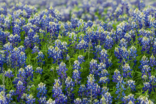 Field of bluebonnets with a blurred background 