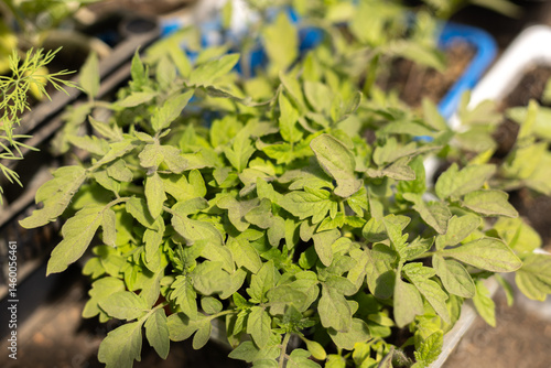 young tomato sprouts in a container before transplanting in a greenhouse close-up