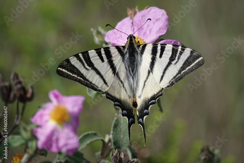 Scarce Swallowtail butterfly (Iphiclides podalirius), Croatia