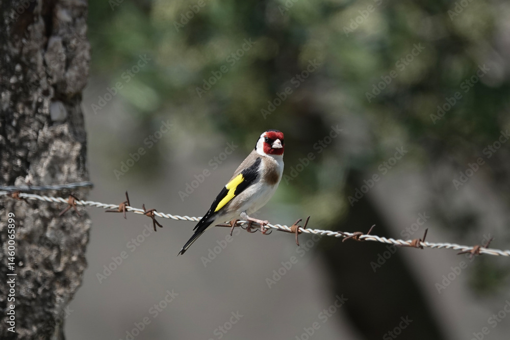 European Goldfinch (Carduelis carduelis) on a barbed wire fence, Croatia European Goldfinch (Carduelis carduelis) on a barbed wire fence, Croatia