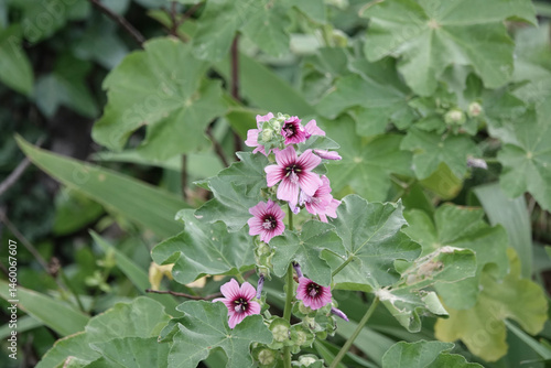 Flowers of Tree Mallow (Lavatera maritima)