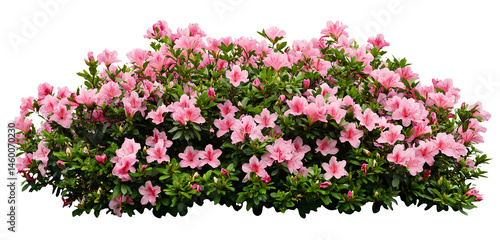 A large bush of bright pink azaleas, with a transparent background, in PNG format