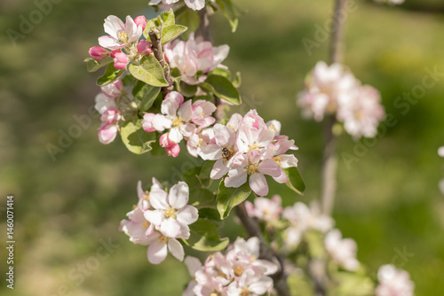 insect collecting nectar from apple blossom on a clear sunny day. Honey bee against the backdrop of a blooming garden