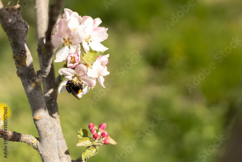 insect collecting nectar from apple blossom on a clear sunny day. Honey bee against the backdrop of a blooming garden
