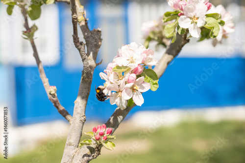 insect collecting nectar from apple blossom on a clear sunny day. Honey bee against the backdrop of a blooming garden