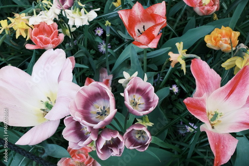Wallpaper Mural オランダ：キューケンホフ公園のチューリップのアップ、Tulips in Keukenhof, Netherlands Torontodigital.ca