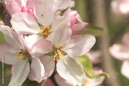 pink apple blossom close up macro photography