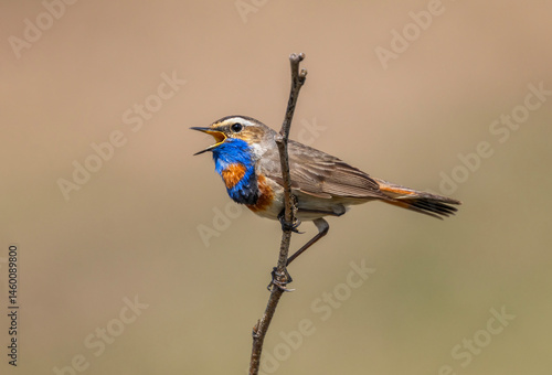 bright bird male bluethroat sits on a branch in a spring sunny garden and sin...