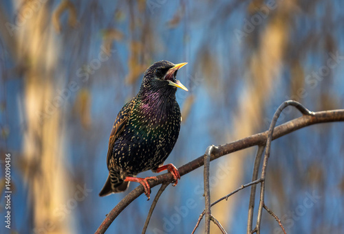 starling bird singing with beak wide open on tree branches in spring park