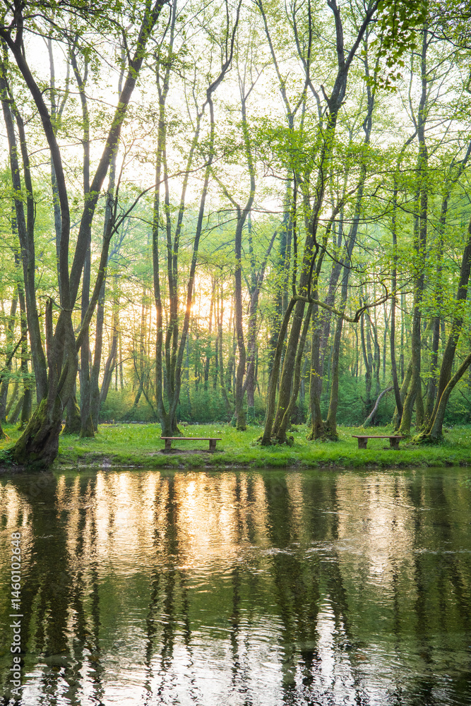 Obraz premium Sunlit Tranquility: A peaceful riverbank view in the heart of a vibrant green forest inviting relaxation and connection with nature