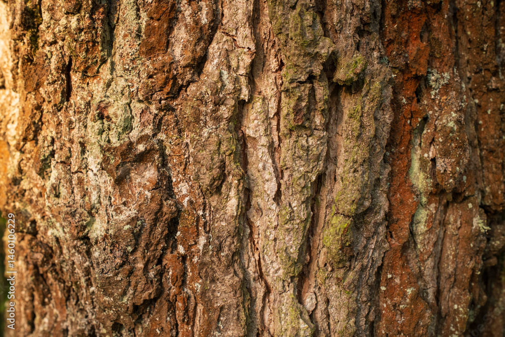 Obraz premium Tree Bark Texture: An up close detailed view of tree bark showcasing natural patterns and textures Earthy tones create organic beauty
