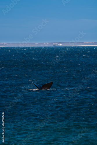 Sohutern right whale tail,Peninsula Valdes, Chubut, Patagonia,Argentina