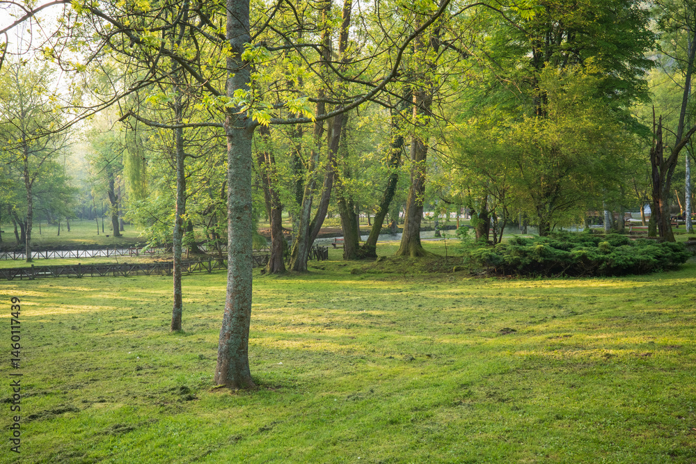 Naklejka premium Lush green field with trees in a peaceful sun drenched forest landscape showcasing nature's beauty and tranquility