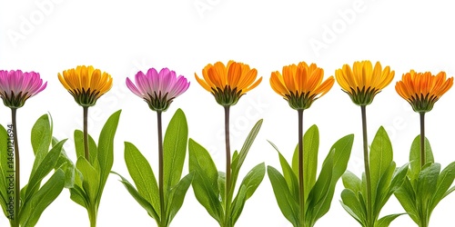 Wallpaper Mural Vibrant Row of Colorful Flowers Blooming Isolated on White Background Torontodigital.ca