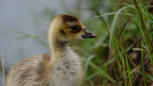 Portrait of a young greylag goose gosling with brown and beige downy feathers among green grass, displaying a unique beak structure