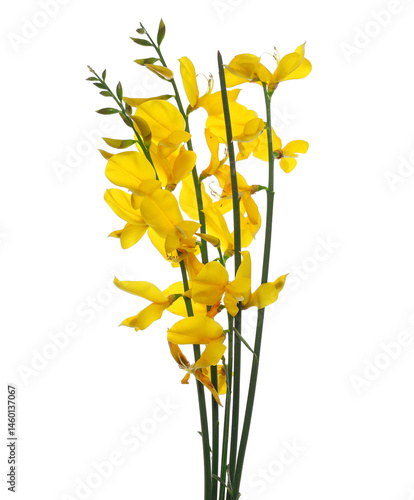 Schilderij op canvas Spanish broom flowers, rush or weaver's broom isolated on white, Spartium junceu