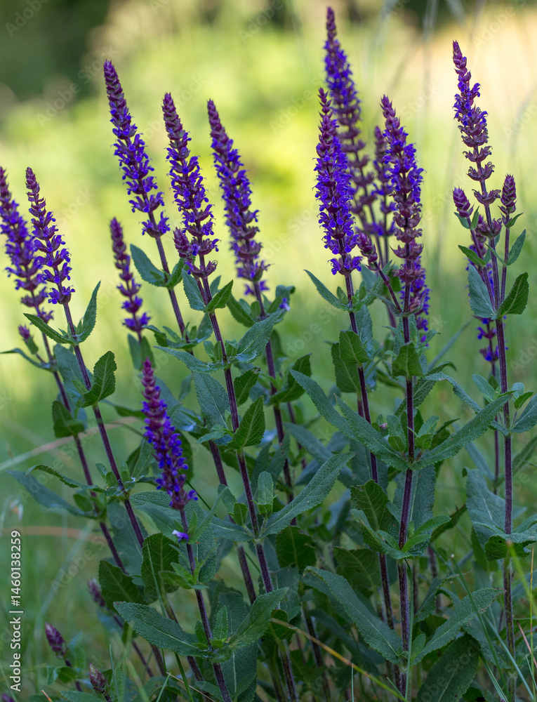 Naklejka premium Salvia nemorosa 'Caradonna' blooming in a summer garden. Vibrant purple violet spiky clary flowers on dark stems, popular perennial for pollinator-friendly gardens, borders, and landscape design