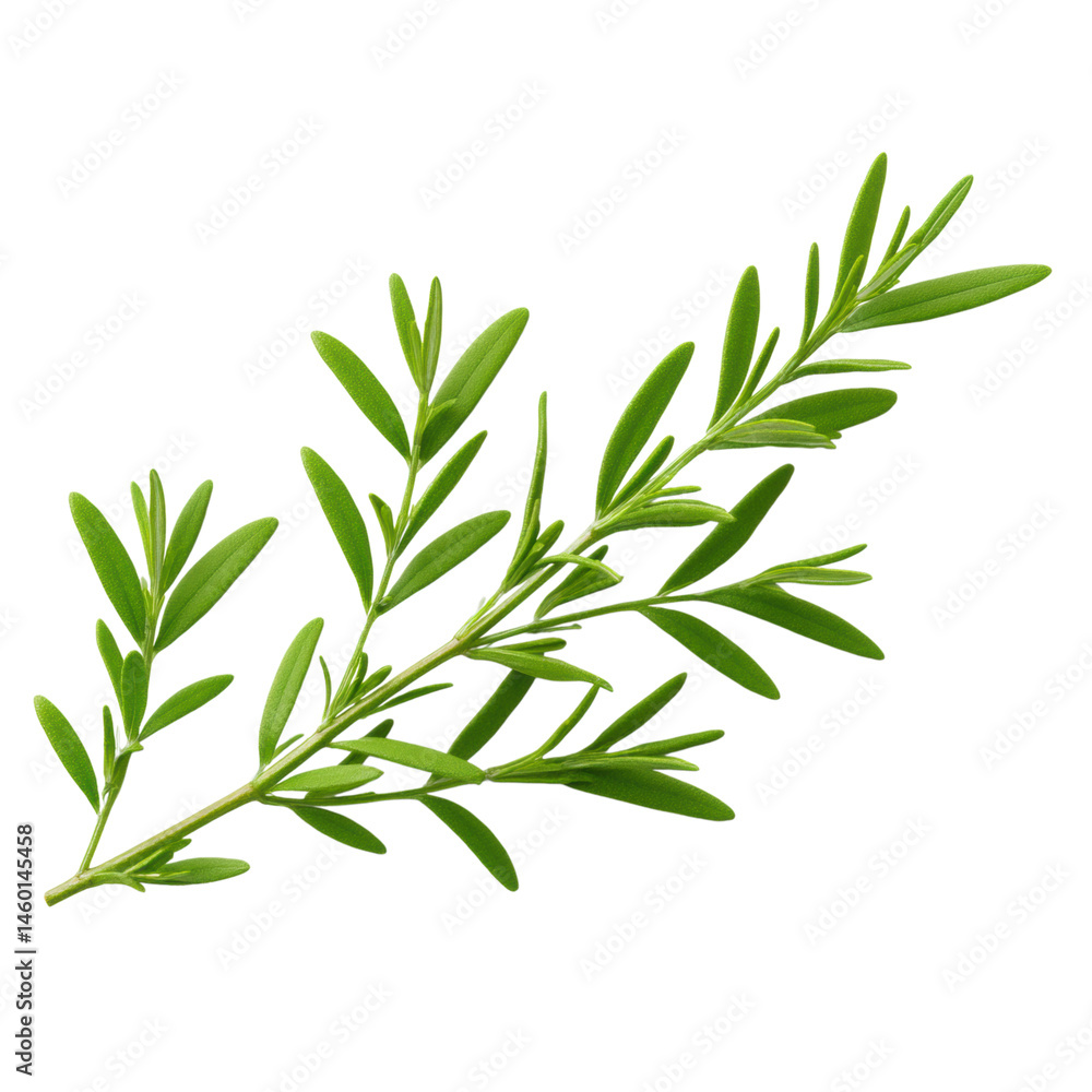 isolated transparent Background. Fresh green sprig of rosemary herb with slender leaves isolated on white isolated transparent Background. Fresh green sprig of rosemary herb with slender leaves isolated on white