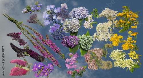 abstract wallpaper with wild colorful handpicked flowers from the field on mirror with reflection of blue sky