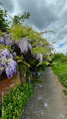 

Wisteria Hanging Over a Pathway by an Old Brick Wall Under Cloudy Sky
