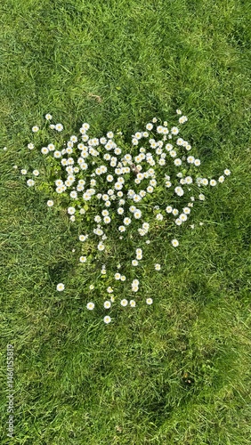 
Heart-Shaped Cluster of Daisies on a Green Meadow
