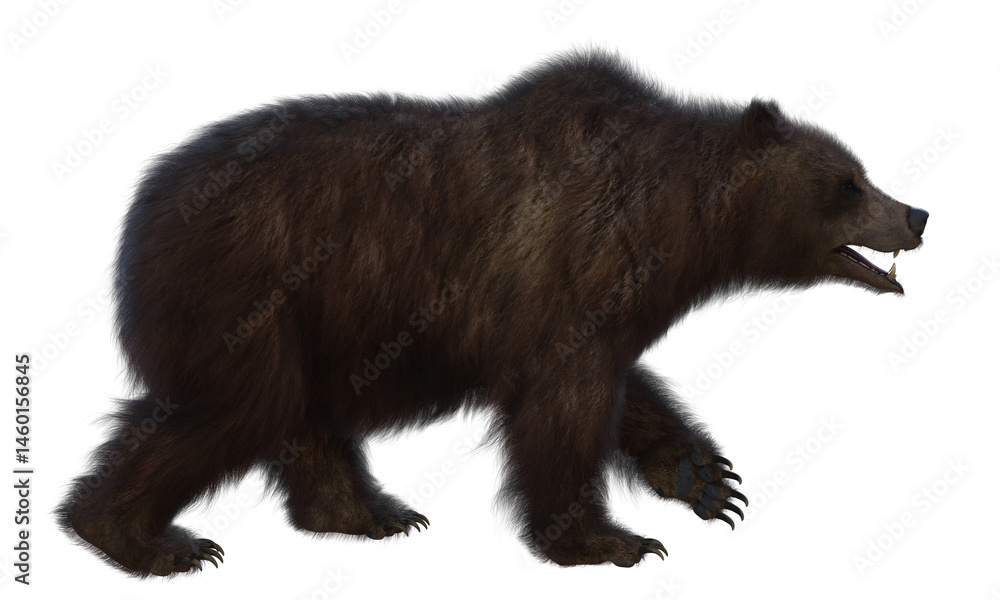 Fototapeta premium Grizzly Bear PNG with a transparent background. 