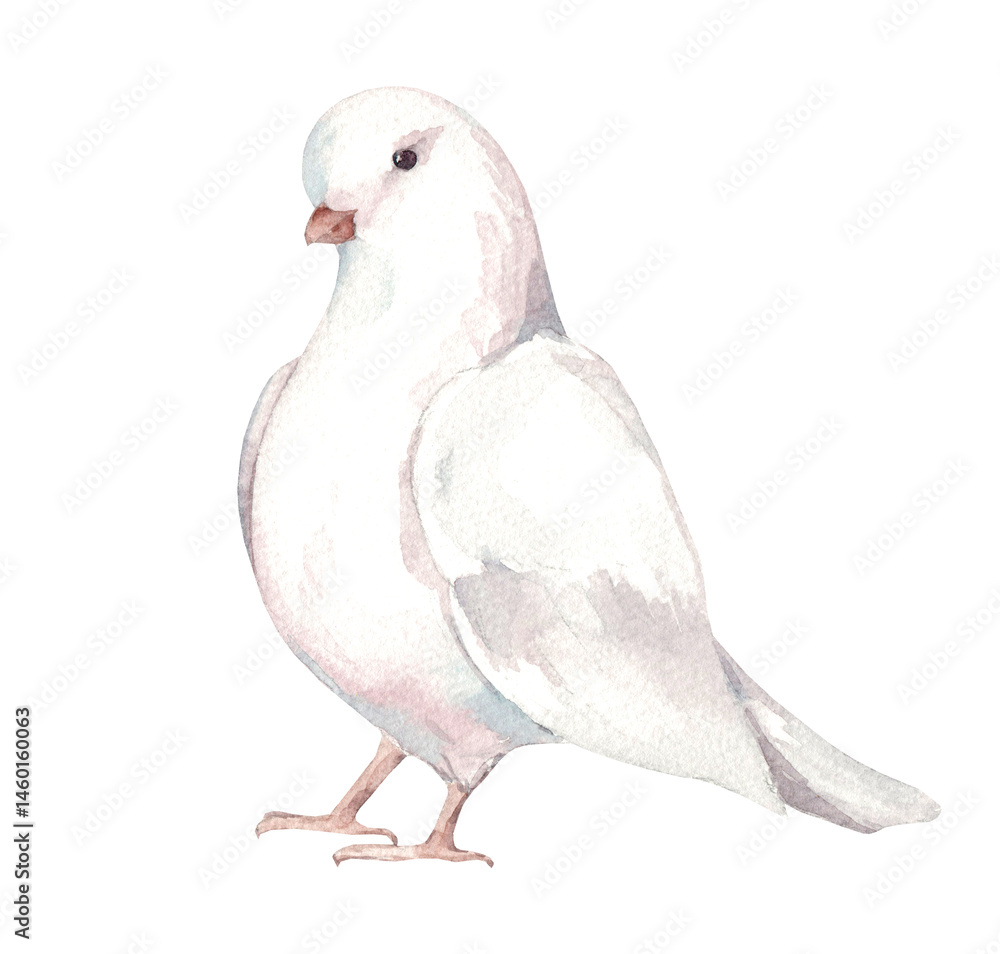 Fototapeta premium Watercolor illustration of a white dove. Hand drawn bird symbol of peace. Wedding Pigeon