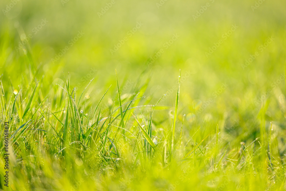 Obraz premium Wet summer green grass background