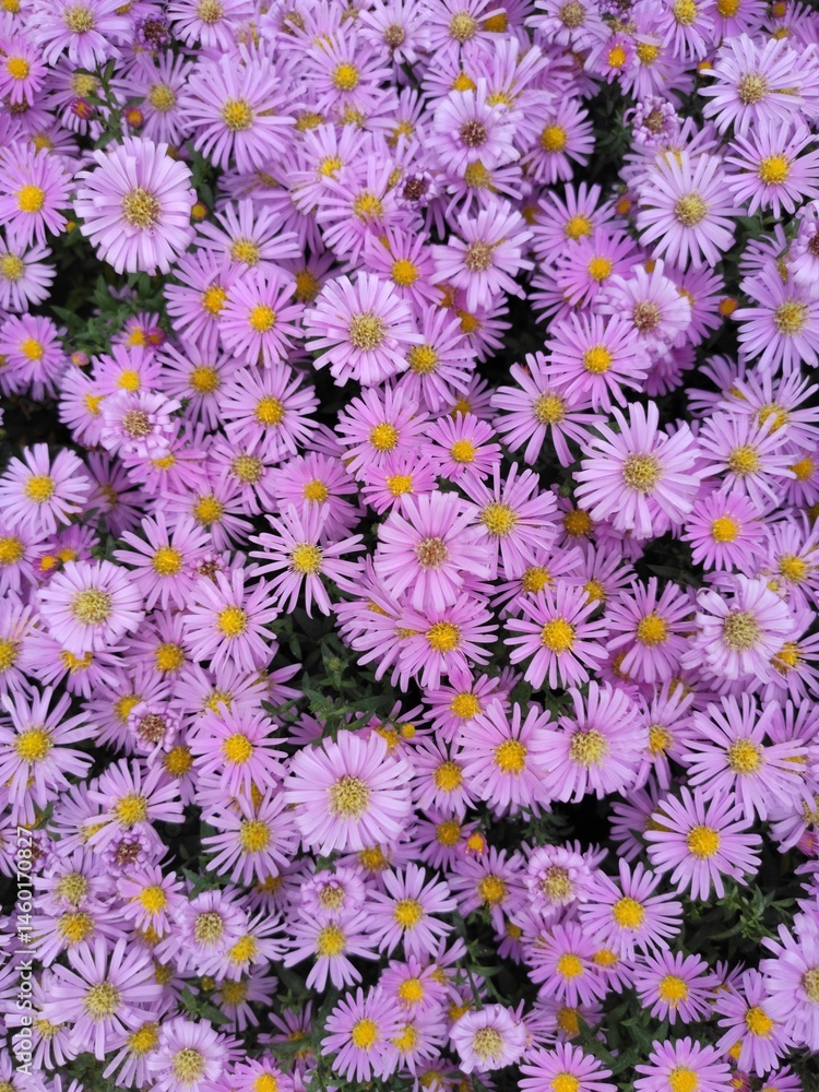 A background image with many small purple daisy flowers fills the entire screen with a completely purple daisy chrysanthemum A background image with many small purple daisy flowers fills the entire screen with a completely purple daisy chrysanthemum