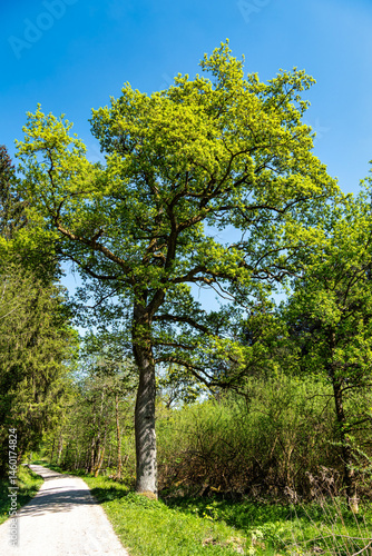 Hiking through the World Forest, Weltwald in Freising near Munich in Bavaria, Germany.