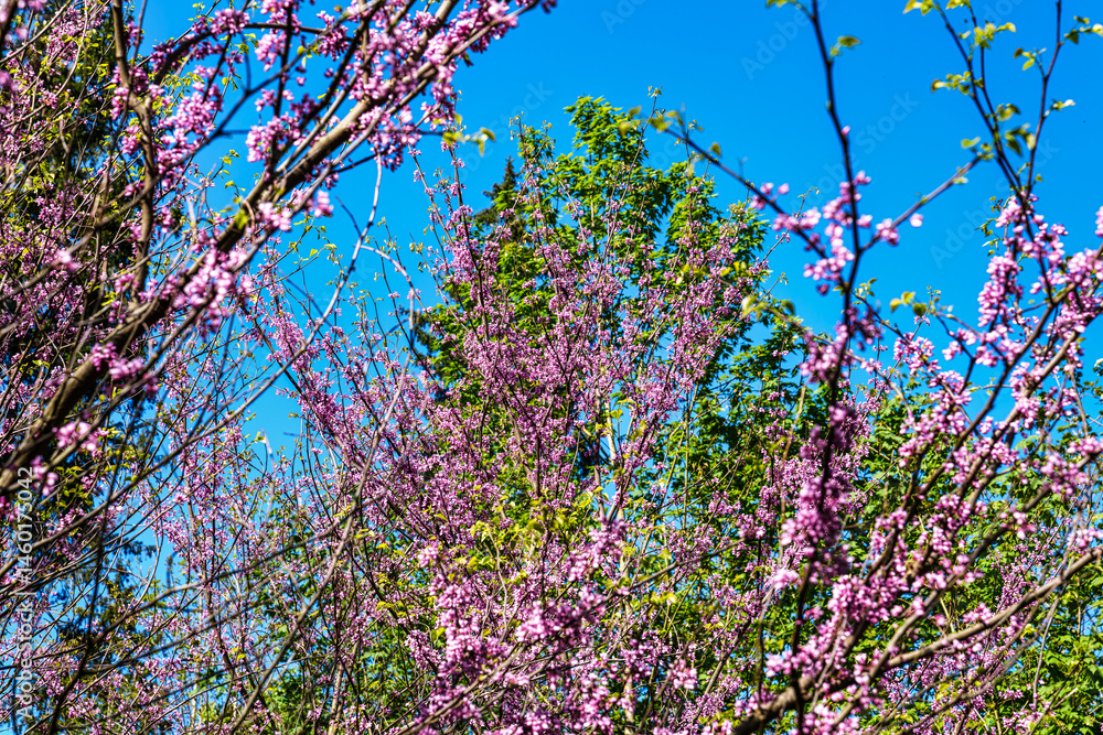 Eastern Redbud Tree or Cercis canadensis blossoming in the World Forest, Weltwald in Freising near Munich, Germany.