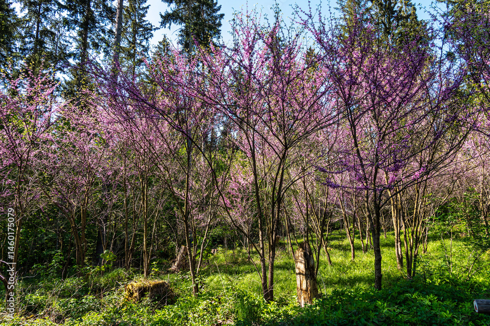 Eastern Redbud Tree or Cercis canadensis blossoming in the World Forest, Weltwald in Freising near Munich, Germany.