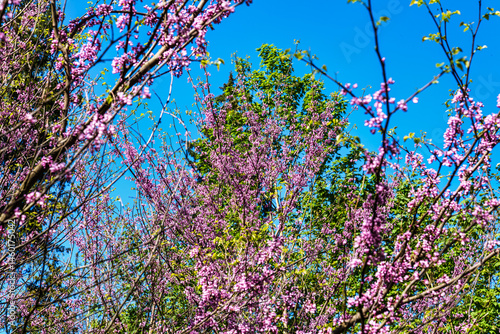 Obraz na płótnie Eastern Redbud Tree or Cercis canadensis blossoming in the World Forest, Weltwald in Freising near Munich, Germany. w salonie