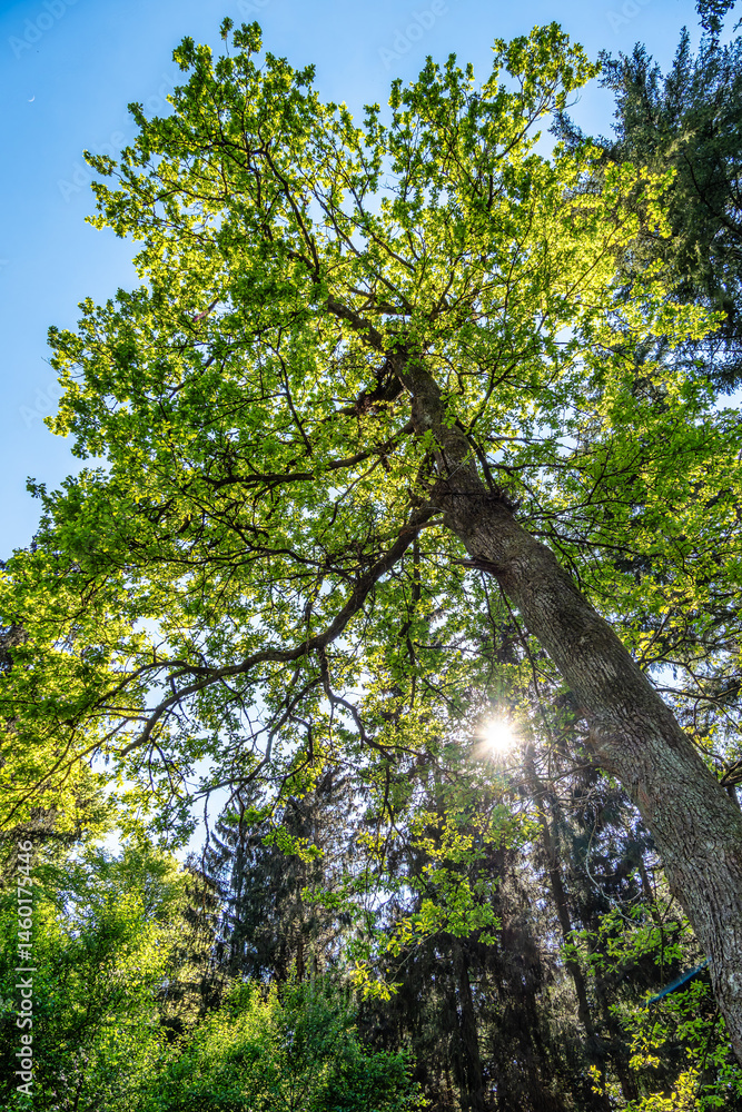 Giant Douglas fir, Pseudotsuga menziesii trees in the World Forest, Weltwald in Freising near Munich, Germany.