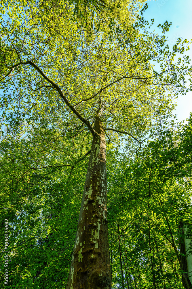 Fototapeta premium Platanus hispanica, London plane in the World Forest, Weltwald in Freising, Germany. Large tree with rounded crown