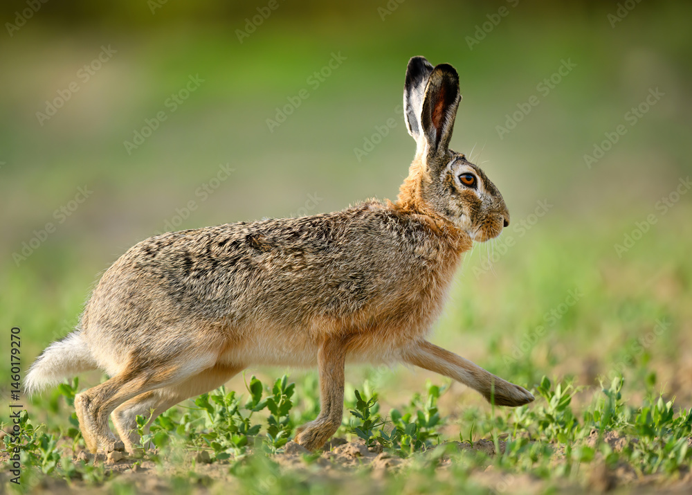 Fototapeta premium European hare ( Lepus europaeus ) close up